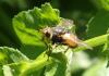 Tachina fera
